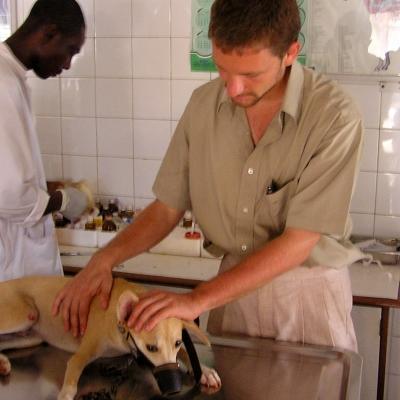 A Projects Abroad volunteer holding a dog before his consultation at a Veterinary Medicine placement in Ghana. A volunteer helps out with a dogs examination in a veterinary clinic during his Veterinary Medicine work experience in Ghana.